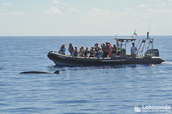Begeleide speedboottocht om walvissen te spotten op Madeira