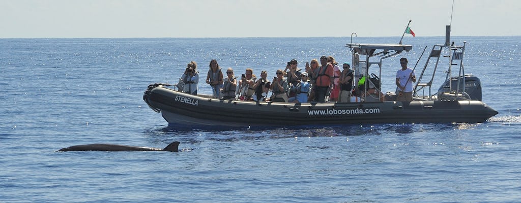 Tour guidato di osservazione delle balene in motoscafo a Madeira