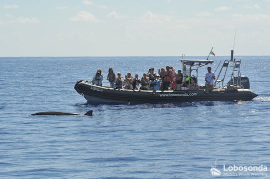 Visite guidée d'observation des baleines en hors-bord à Madère