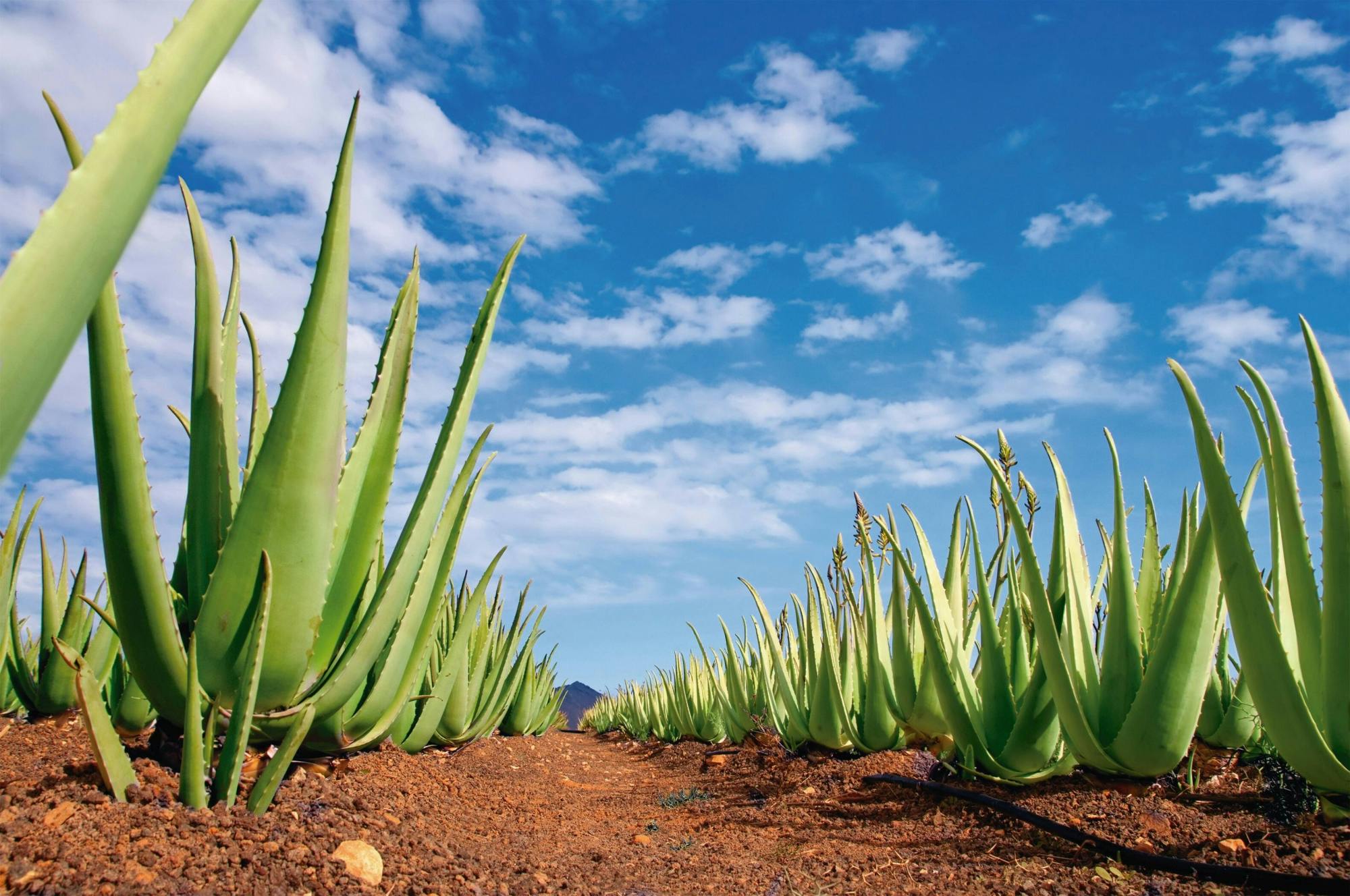 Gran Canaria Tour with Teror, Tejeda and Lunch in Fataga