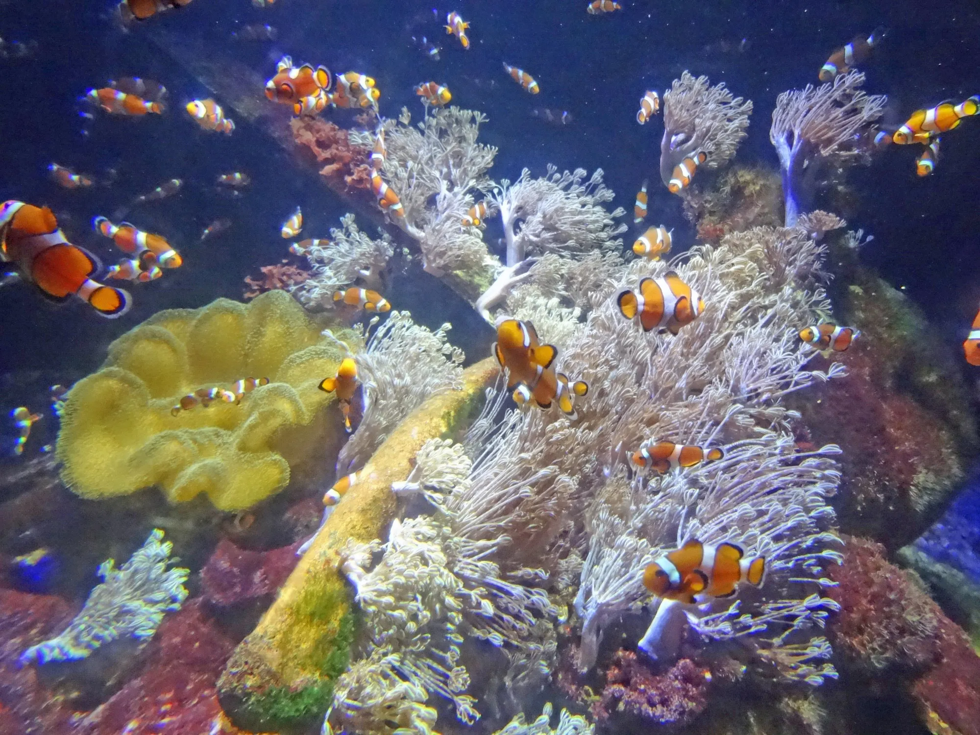 Nausicaa
