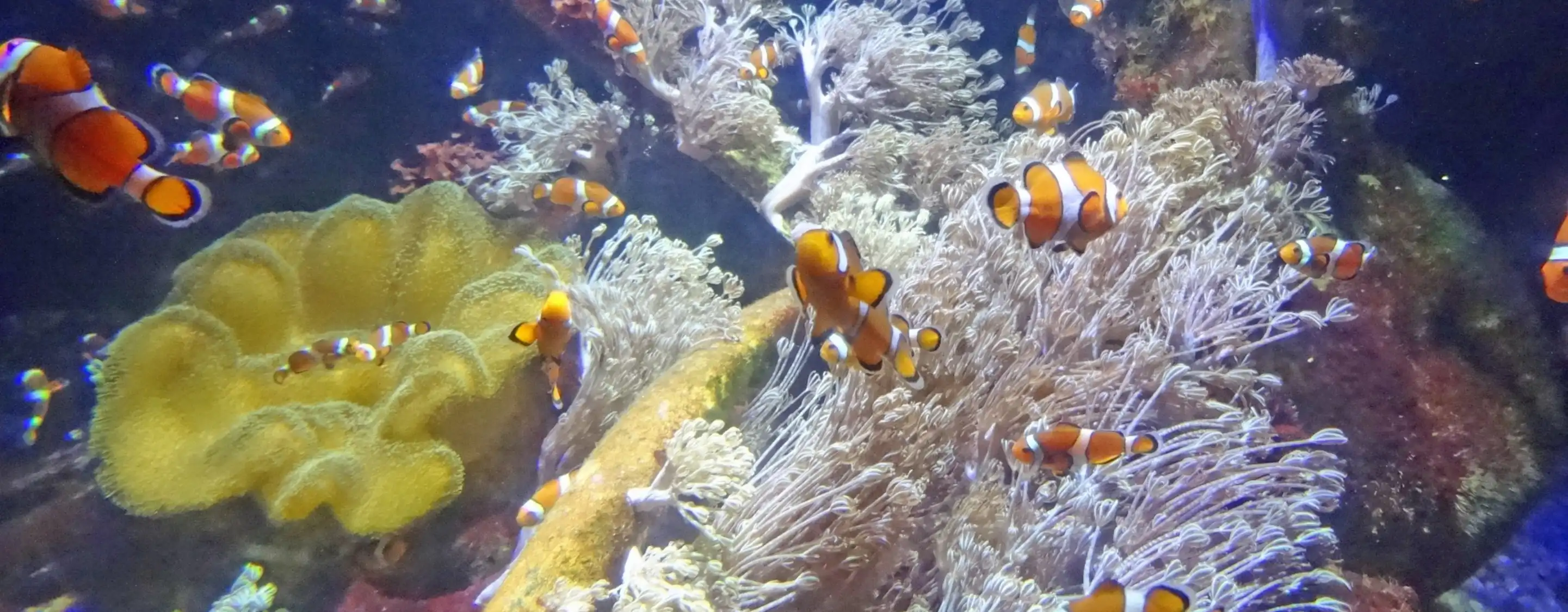 Nausicaa