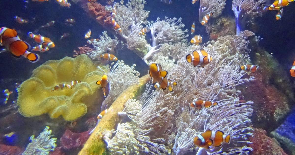 Nausicaa Tickets and Tours