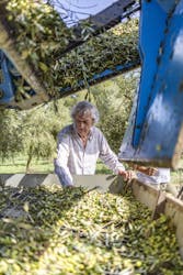 Olive oil experience in an authentic Mallorcan estate
