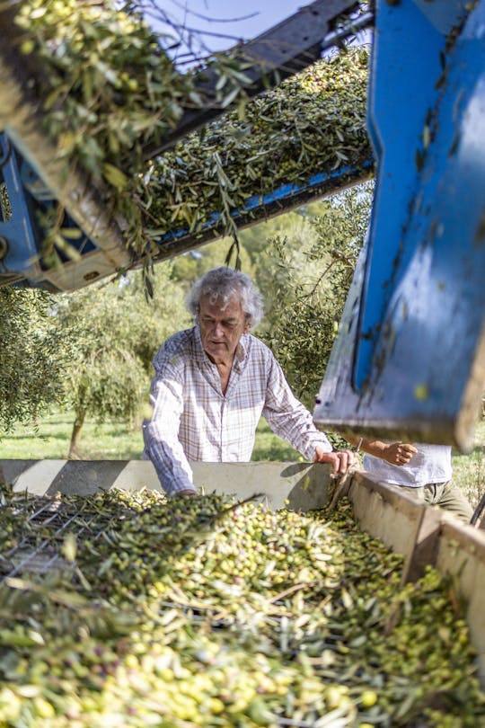Olive oil experience in an authentic Mallorcan estate