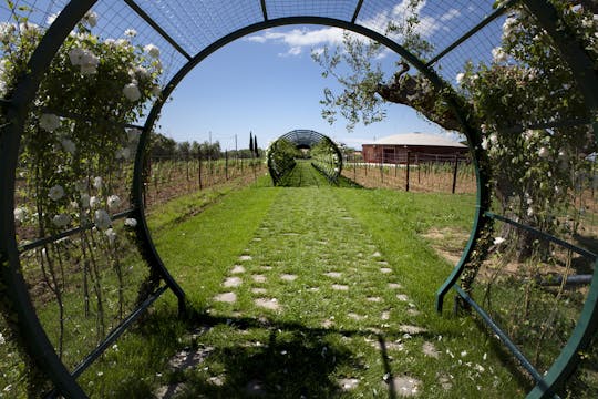 Campo alle Comete emotions wine tour in Tuscany