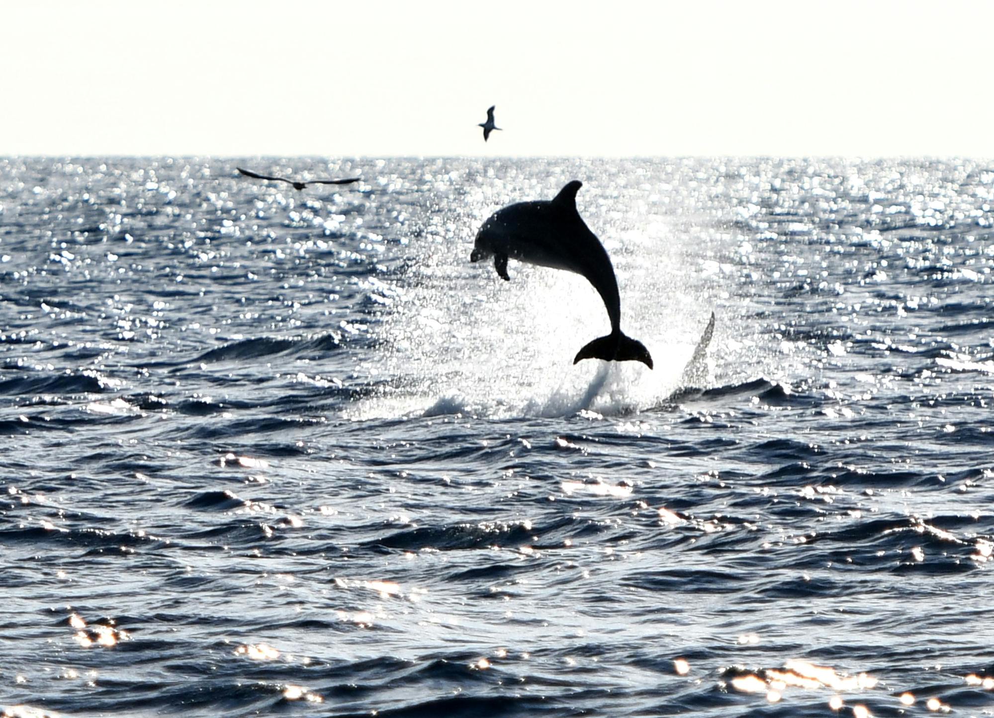 Robinson Catamaran Dolphin Watching Tour in Northern Majorca