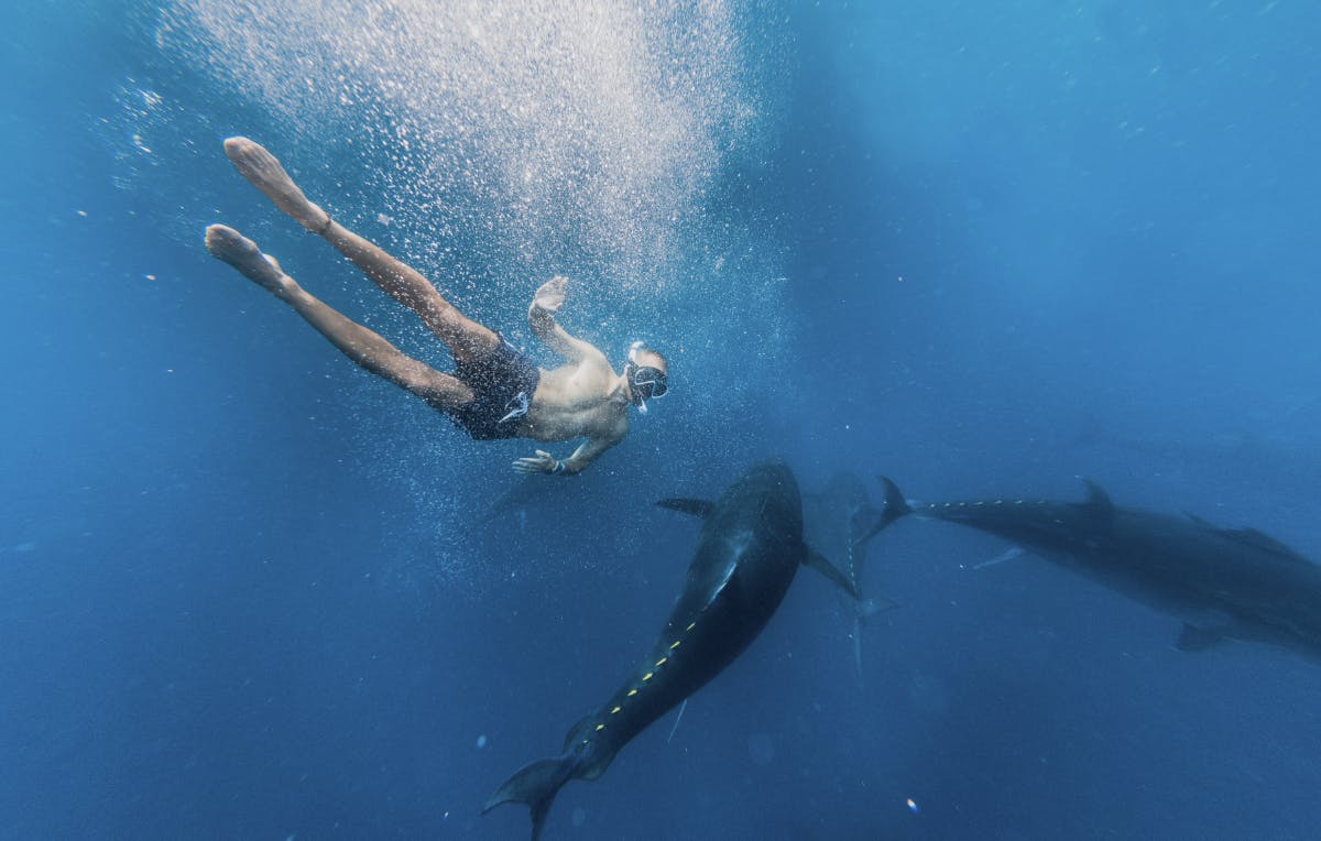 2-godzinny rejs katamaranem do pływania z tuńczykiem w L'Ametlla de Mar