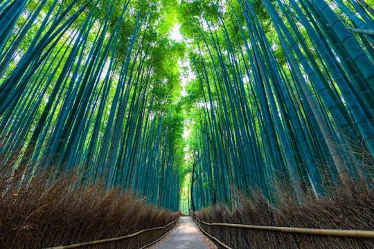 Wycieczka piesza po Kioto Arashiyama