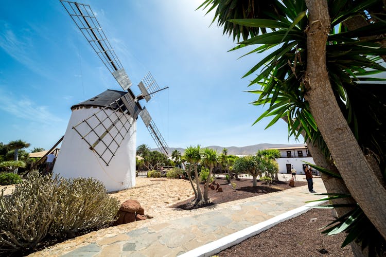 Fuerteventura Villages and Food Tour with Aloe Vera Plantation