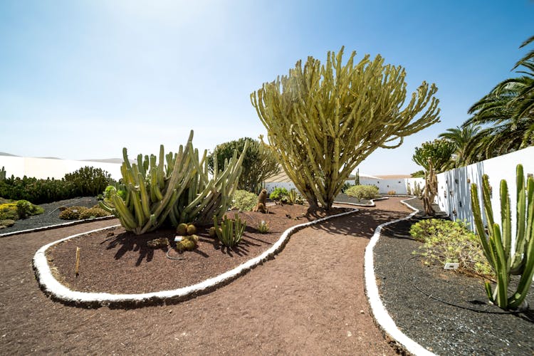 Fuerteventura Villages and Food Tour with Aloe Vera Plantation