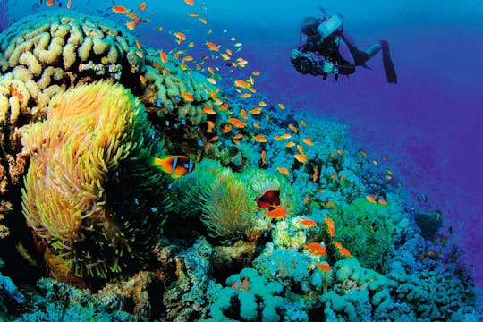 Puerto Vallarta Scuba Diving Ticket