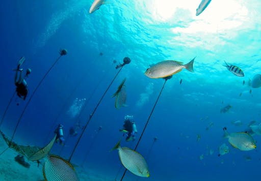 Discover Scuba at Maroma Beach Club