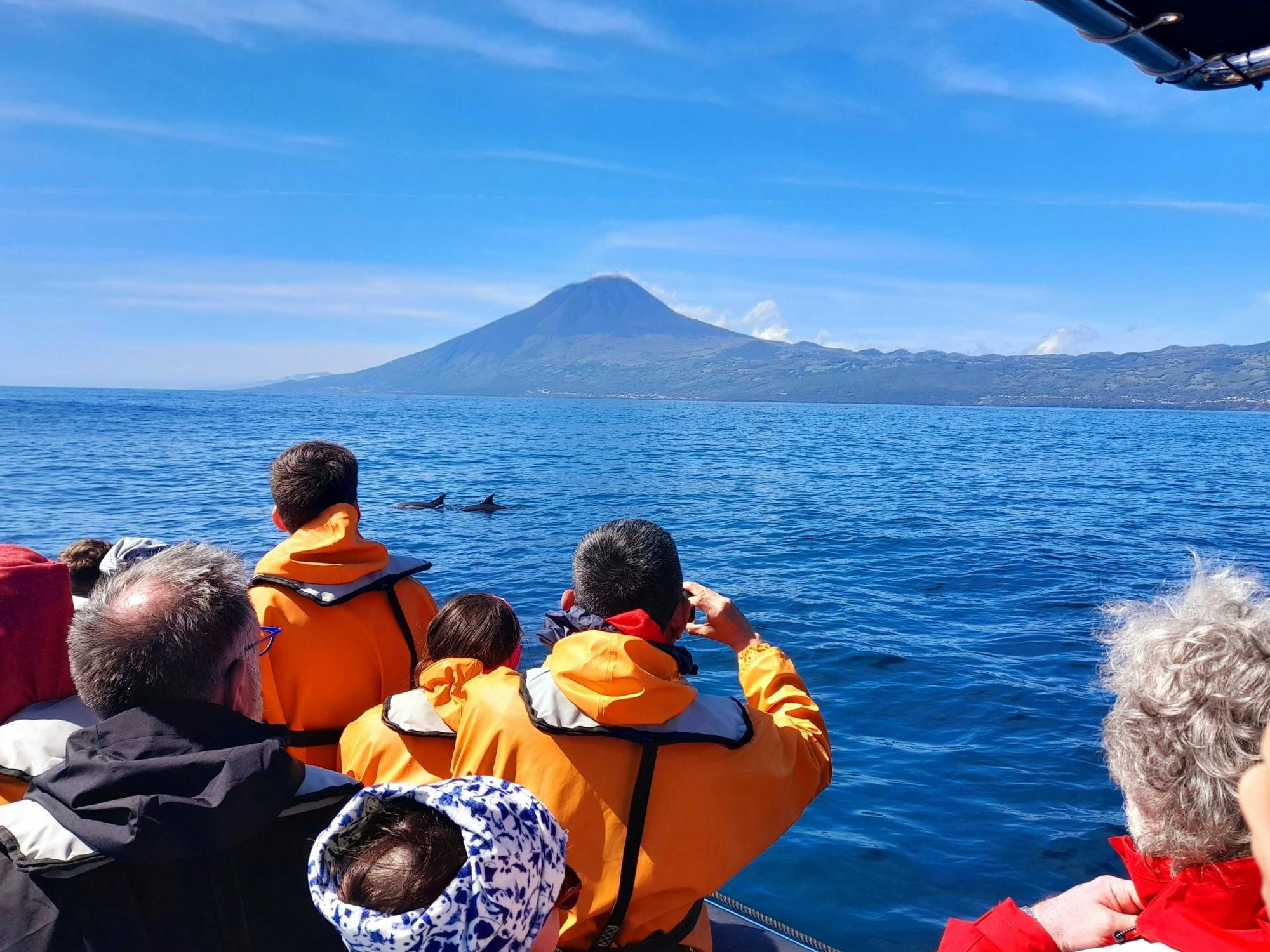 Wycieczka z obserwacją delfinów i wielorybów z Lajes do Pico