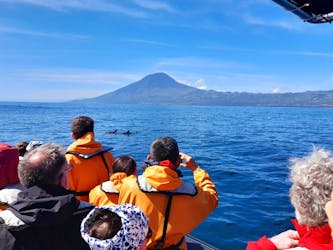 Passeio de observação de golfinhos e baleias nas Lajes do Pico