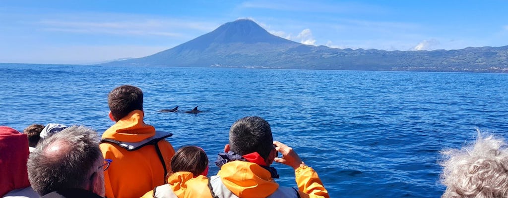 Passeio de observação de golfinhos e baleias nas Lajes do Pico
