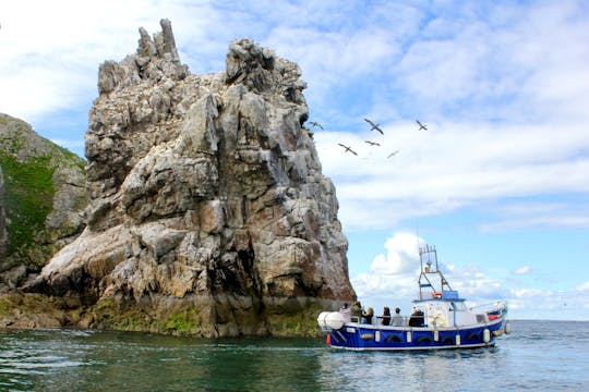 Tour in barca di 1 ora sulla costa di Howth