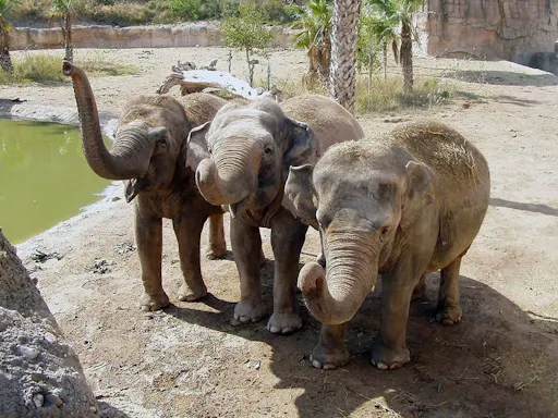 Terra Natura Benidorm Ticket