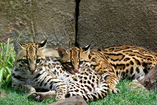 Terra Natura Benidorm Ticket