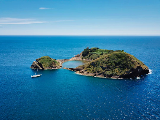 Whale  and dolphin watching cruise with lunch