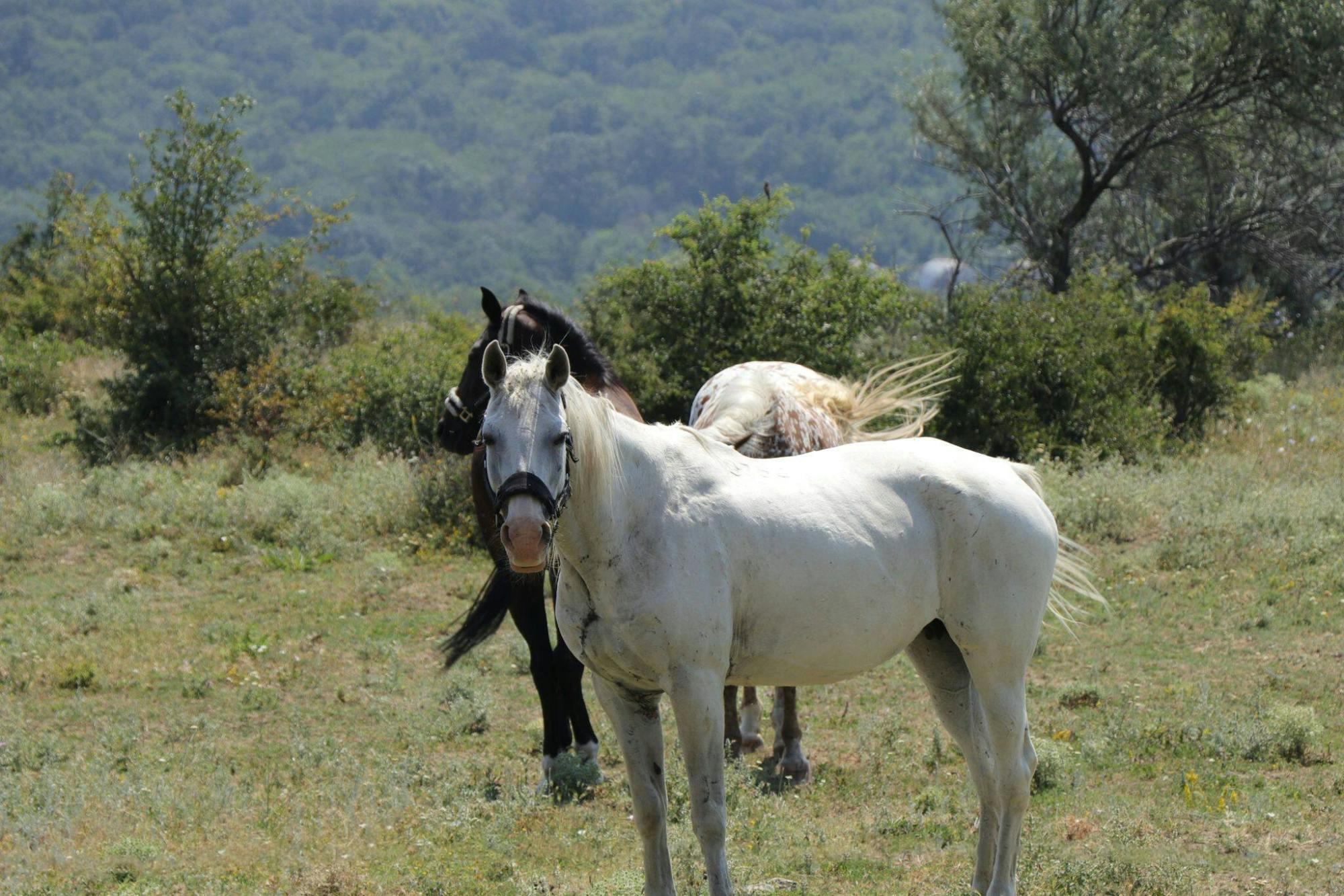 Bulgarian Countryside Off-road Tour from Varna