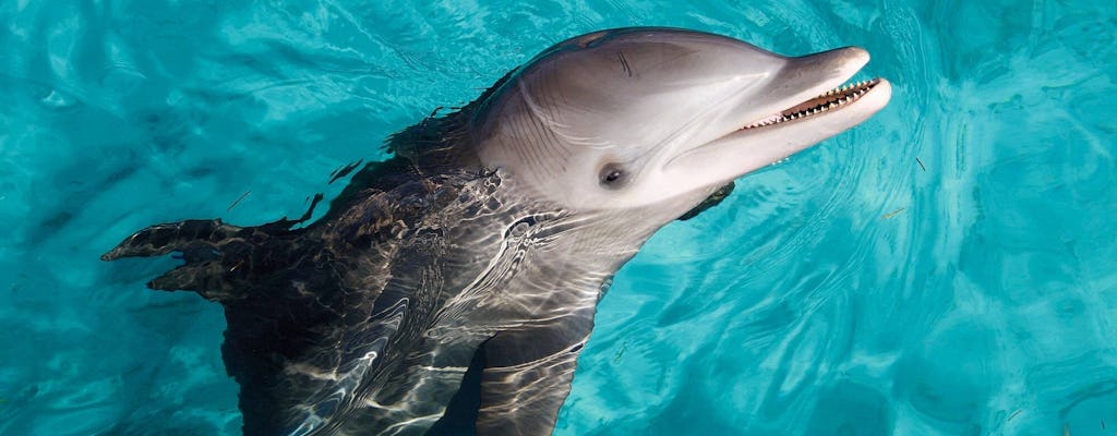 Isla Mujeres Rejs katamaranem i Okazja do zobaczeniakanie z delfinami