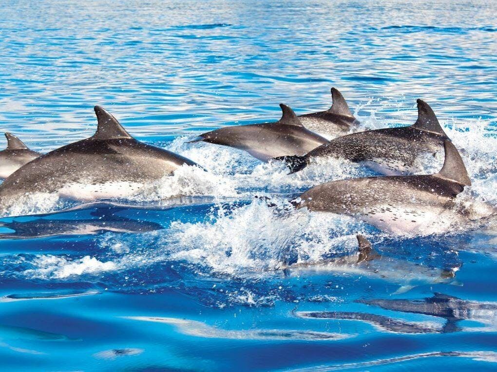 Delphinus Experiencias con delfines en la Riviera Maya
