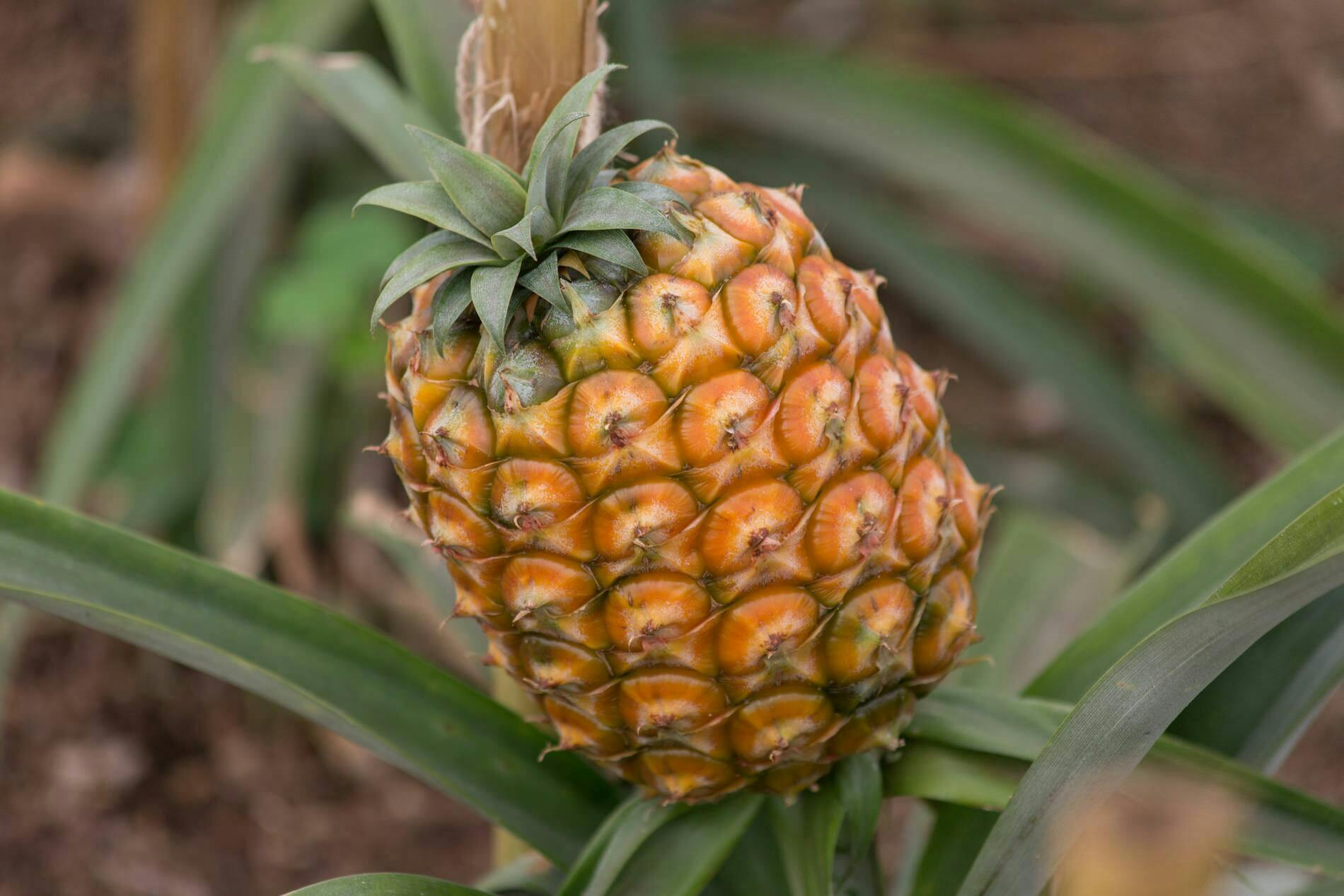 Pineapple Plantation, Ribeira Grande, Lakes and Viewpoints