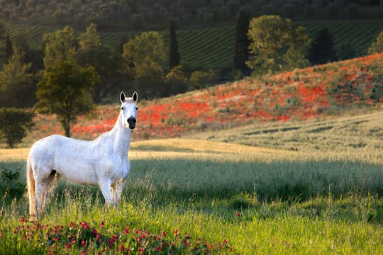 Tour à cheval de la colline du Chianti depuis Poggibonsi