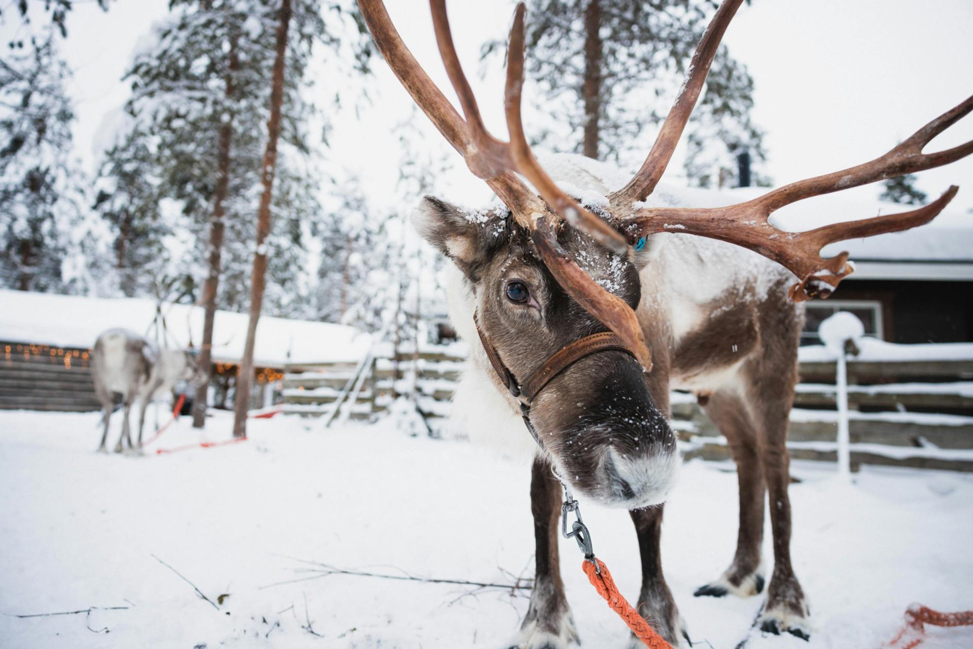 Santa Claus Village, reindeer and husky farm tour with snowmobiling