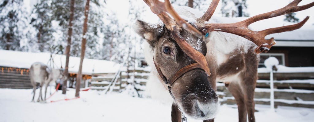 Santa Claus Village, reindeer and husky farm tour with snowmobiling