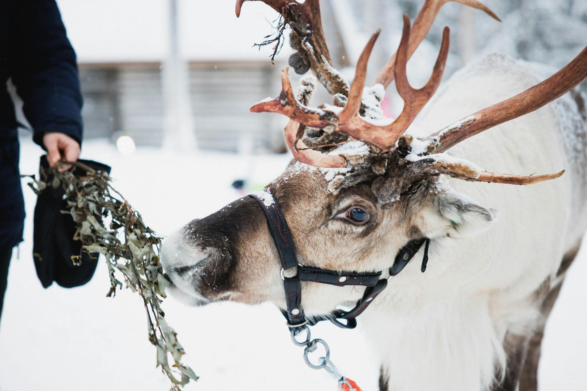 Snowmobile safari to reindeer farm Musement