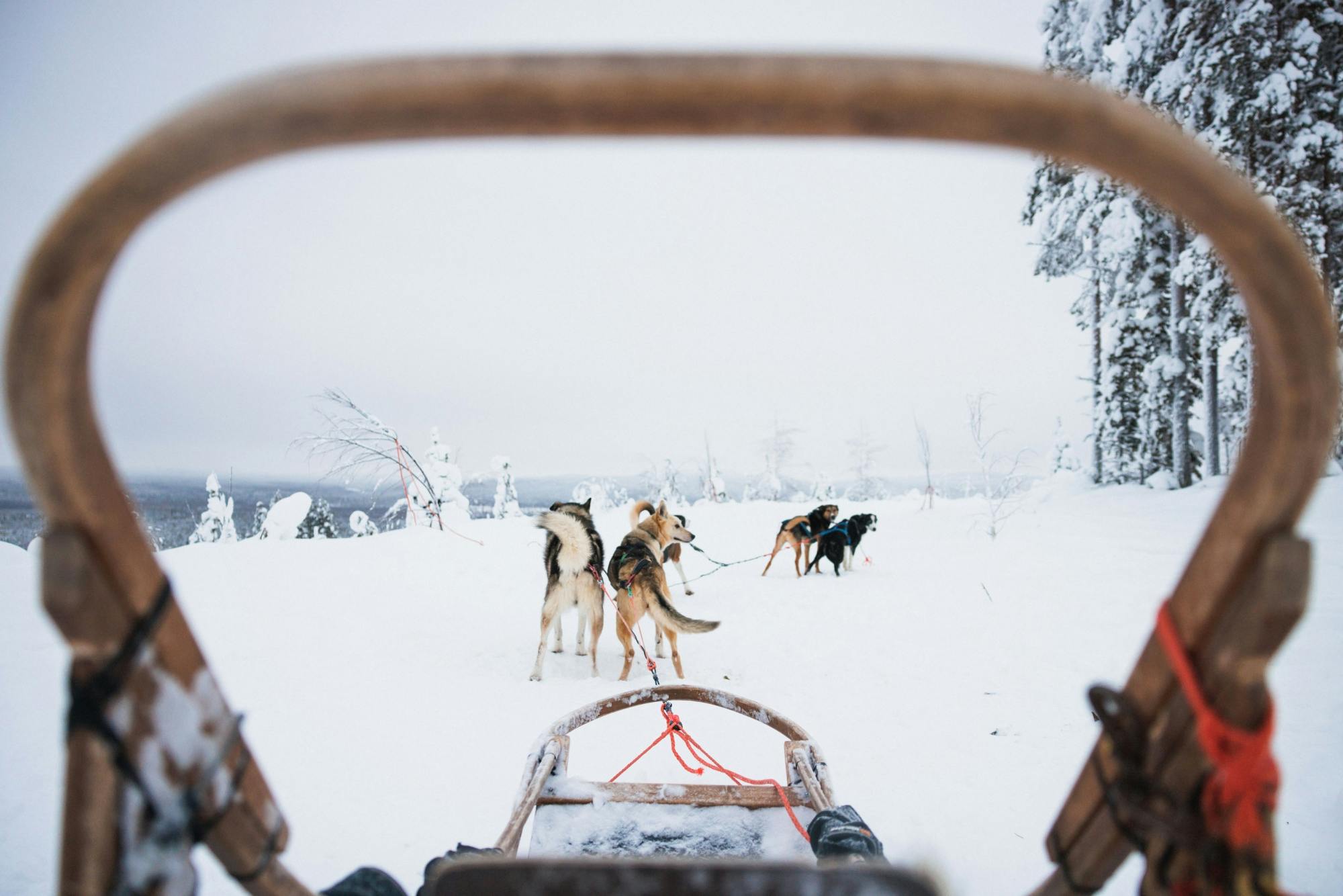 Largo sendero de huskies a través del Círculo Polar Ártico