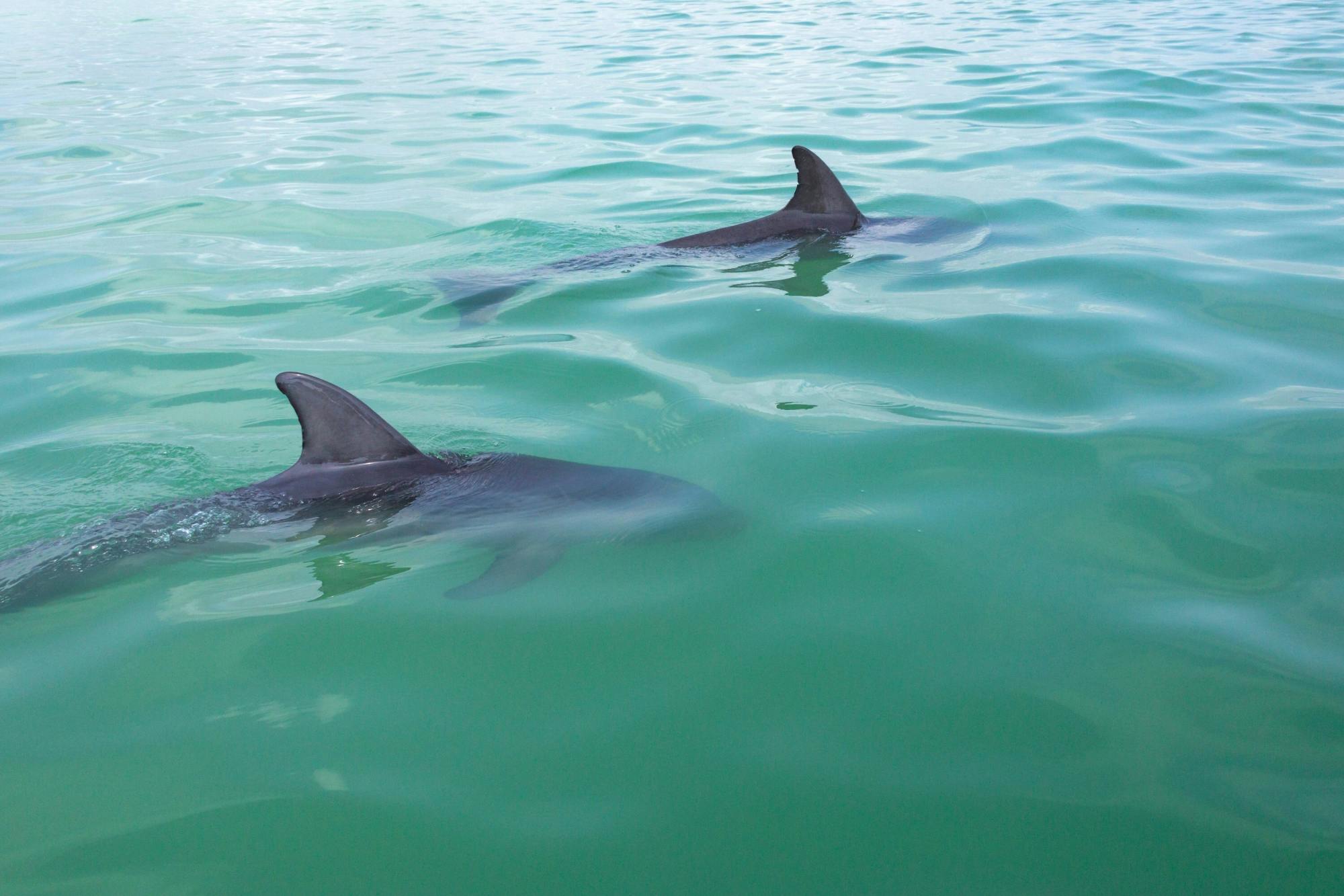 Sian Ka'an 4x4 Tour with Reef Snorkelling and Punta Allen Lunch