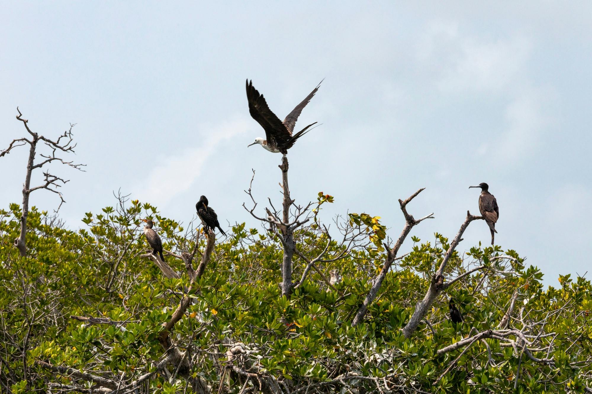 Sian Ka'an 4x4 Tour with Reef Snorkelling and Punta Allen Lunch