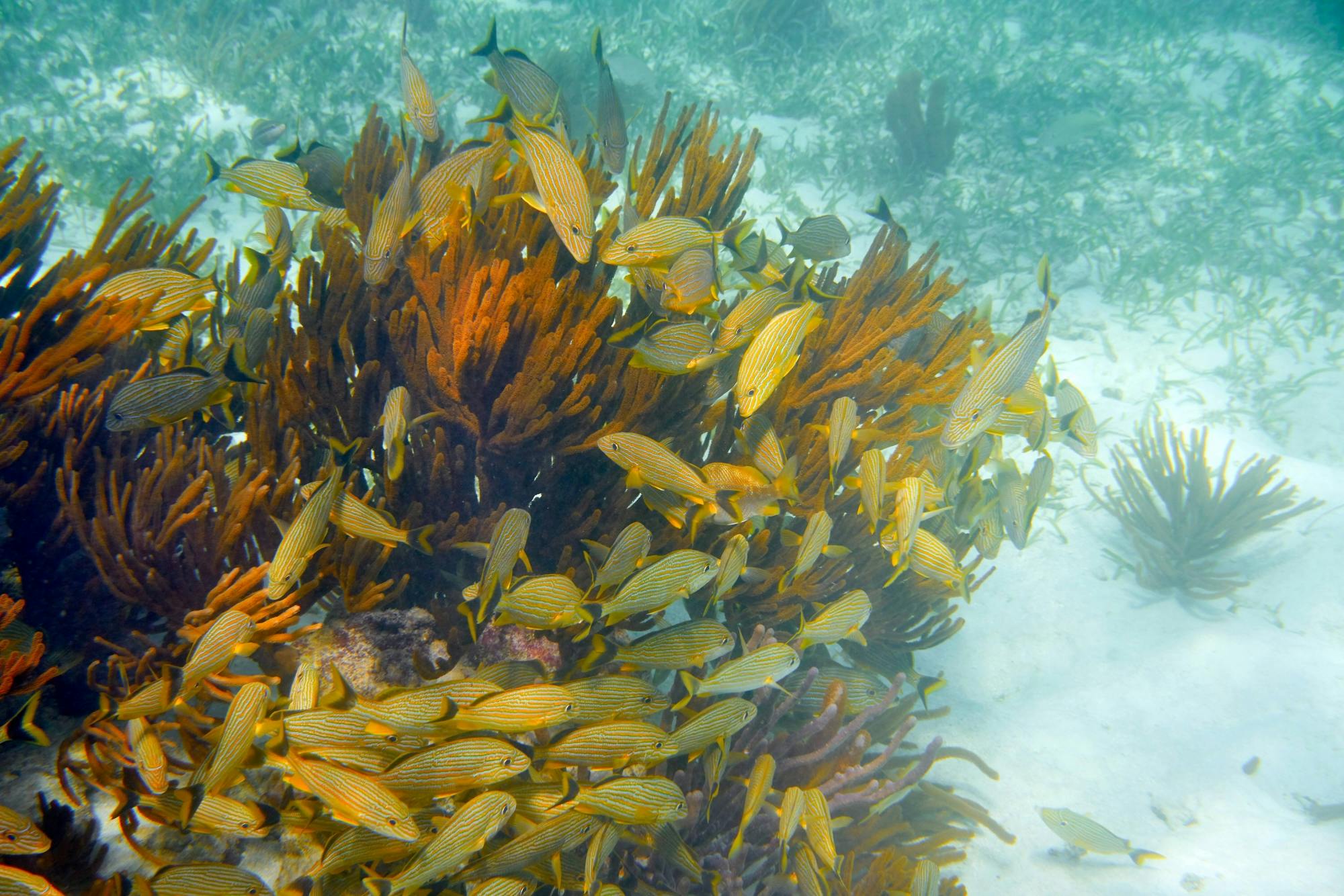 Sian Ka'an 4x4 Tour with Reef Snorkelling and Punta Allen Lunch