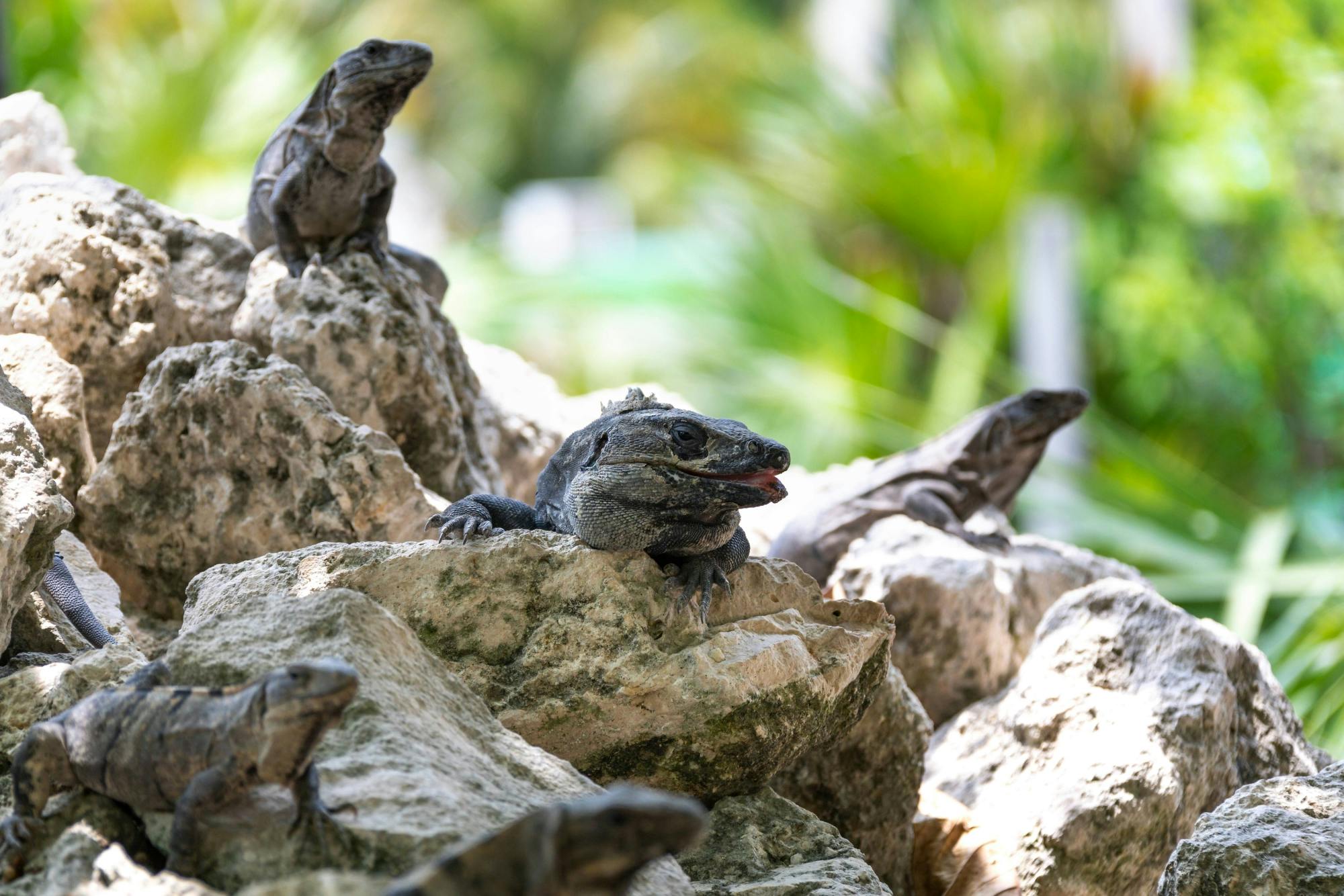 Sian Ka'an 4x4 Tour with Reef Snorkelling and Punta Allen Lunch