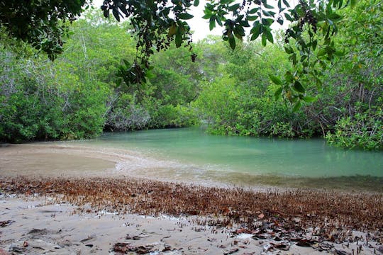 Visite à pied des zones humides de l'île Isabela