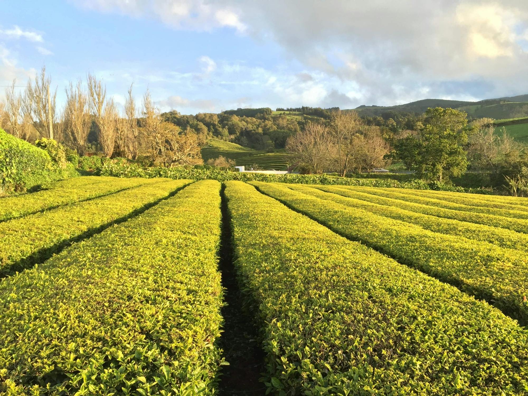 São Miguel Furnas Tour