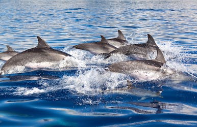 Observación de delfines con biólogos marinos en Lagos