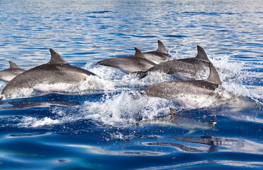 Observação de golfinhos com biólogos marinhos em Lagos