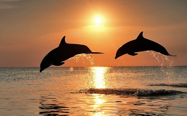 Giro in barca per l'osservazione dei delfini a Pola con cena a bordo