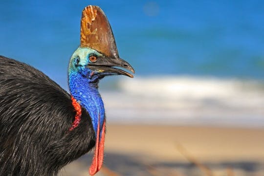 Aboriginal Cassowary and waterfalls full-day tour from Cairns