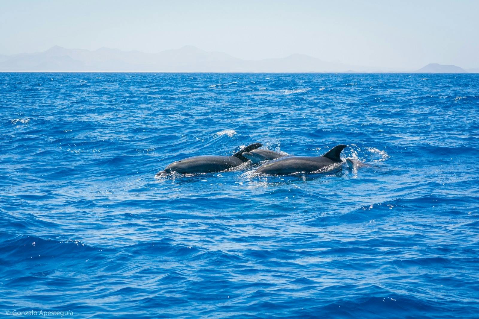 Experiência de observação de baleias e golfinhos em Lanzarote