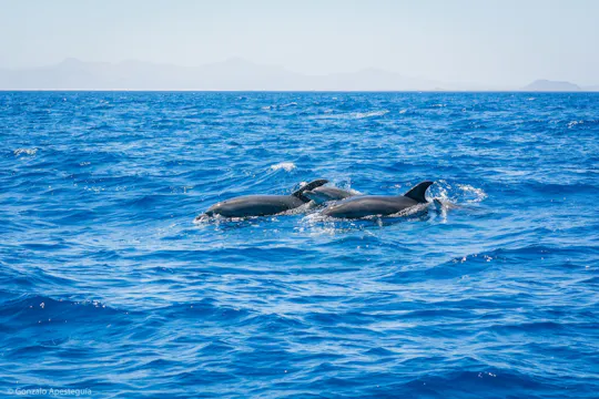 Esperienza di osservazione di balene e delfini a Lanzarote
