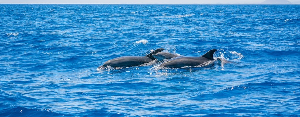 Ervaring met het spotten van walvissen en dolfijnen op Lanzarote