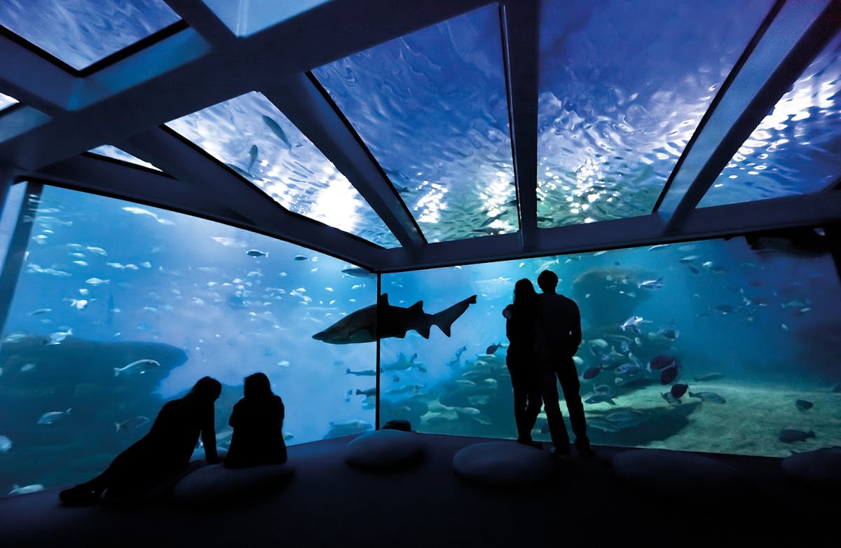 Palma Aquarium with Transfer