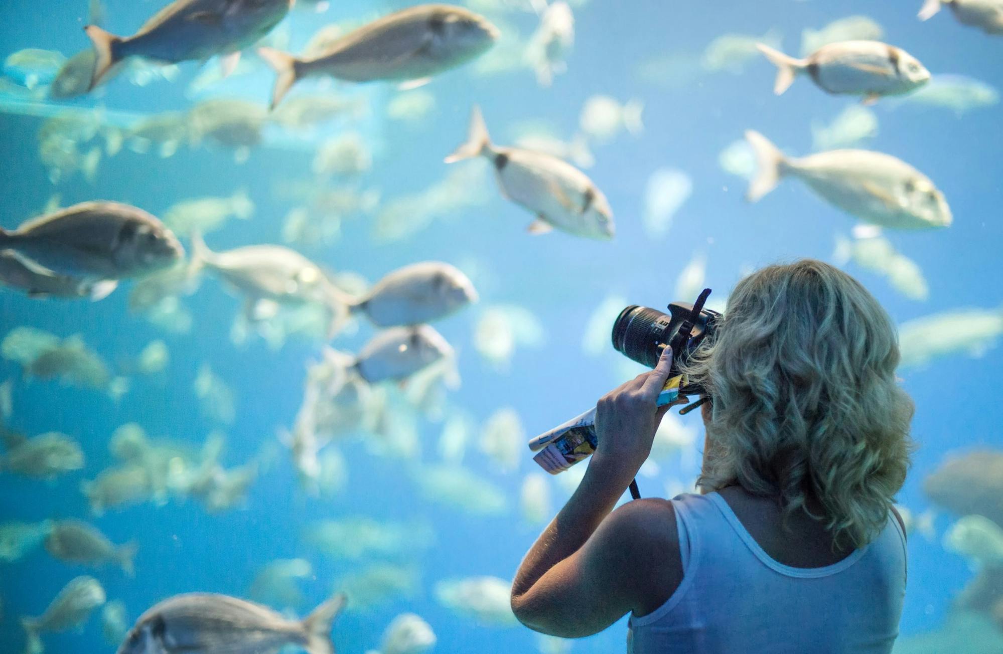 Palma Aquarium con traslado