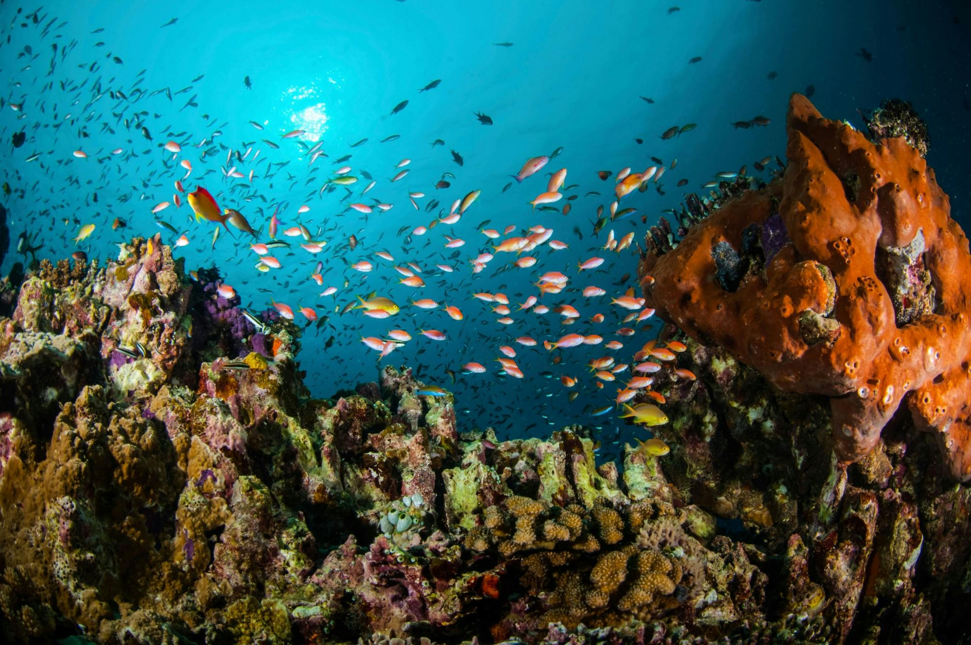 Plongée sous-marine d'essai à Lanzarote avec Delphinus