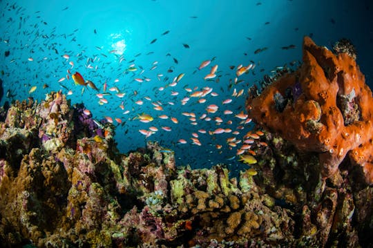 Plongée sous-marine d'essai Try Dive à Lanzarote avec Delphinus